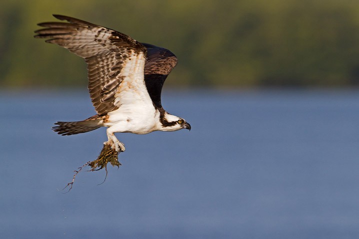 Fischadler Pandion haliaetus Osprey